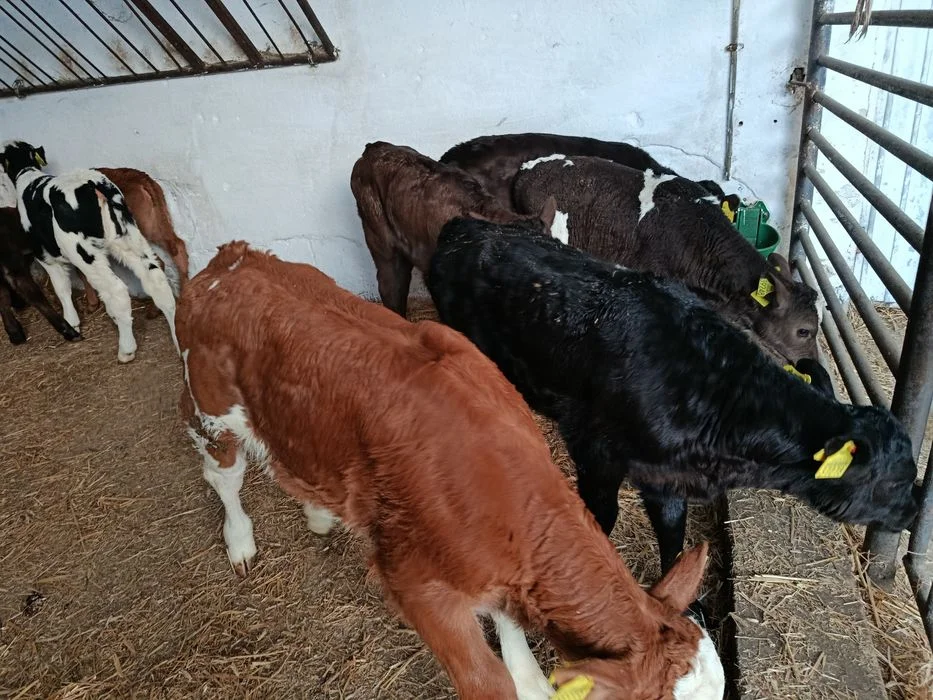 Jałówki Mięsne Mieszańce 60-110 – zdjęcie 3