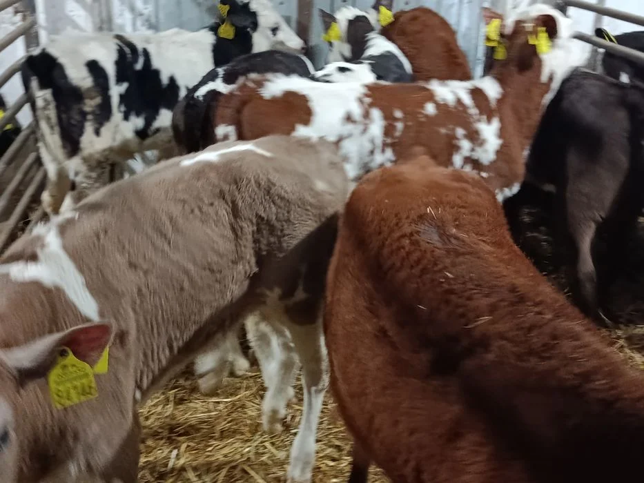 Jałówki Mięsne Mieszańce 60-110 – zdjęcie 7