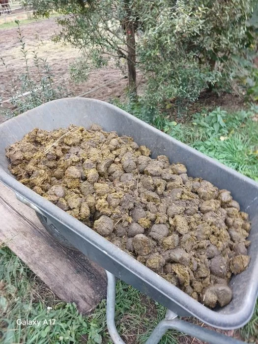 Koński Obornik do sprzedania