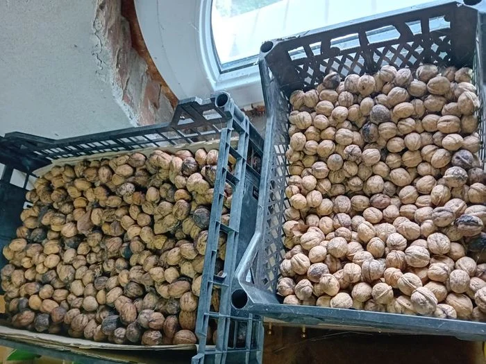 Ekologiczne Orzechy Włoskie Z Działki, Zero Chemii, Wyprzedaż ! Okazja ! – zdjęcie 4