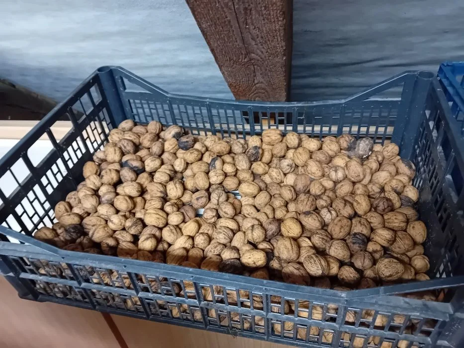 Ekologiczne Orzechy Włoskie Z Działki, Zero Chemii, Wyprzedaż ! Okazja !