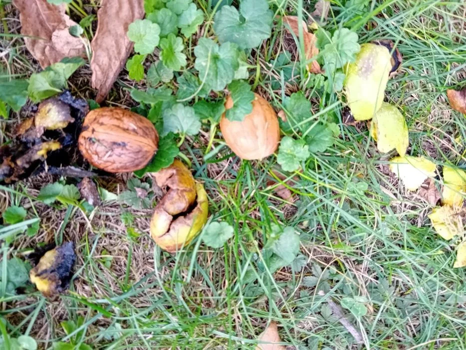 Ekologiczne Orzechy Włoskie Z Działki, Zero Chemii, Wyprzedaż ! Okazja ! – zdjęcie 8