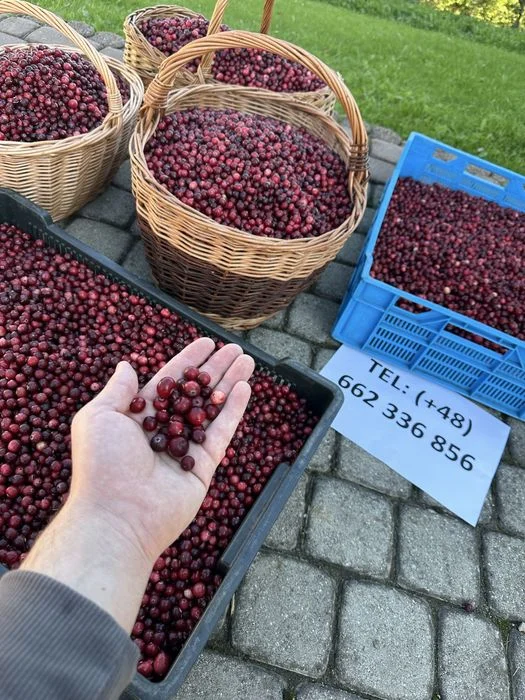 Żurawina bagienna dzika z gór / wysyłka – zdjęcie 5