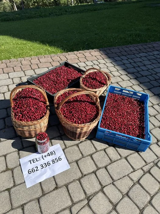 Żurawina bagienna dzika z gór / wysyłka
