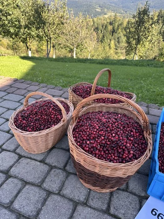 Żurawina bagienna dzika z gór / wysyłka – zdjęcie 2