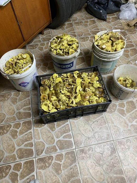 Grzyby zielonki, 5kg