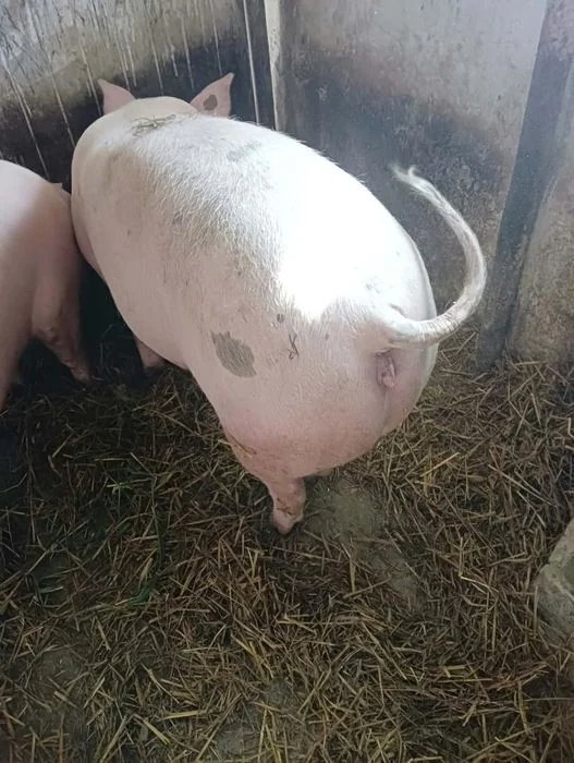 Sprzedam tucznika – zdjęcie 8
