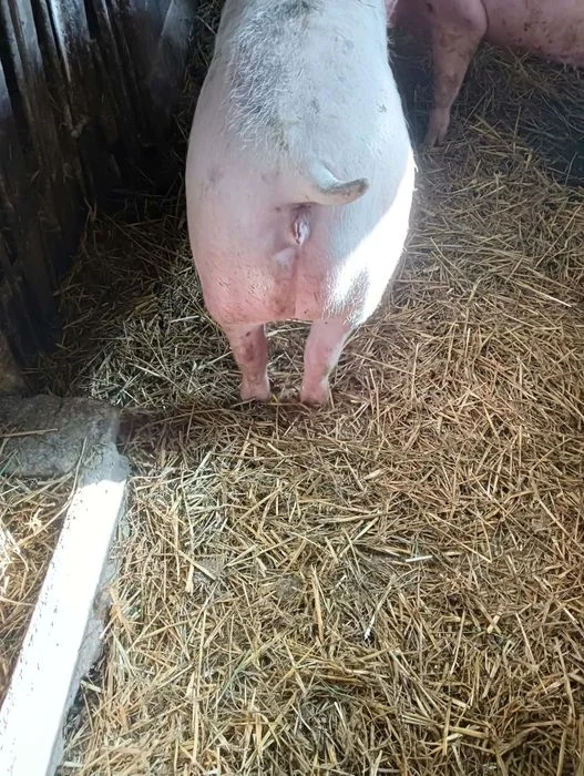 Sprzedam tucznika – zdjęcie 5