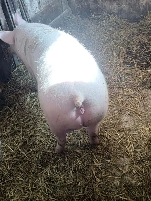 Sprzedam tucznika – zdjęcie 4