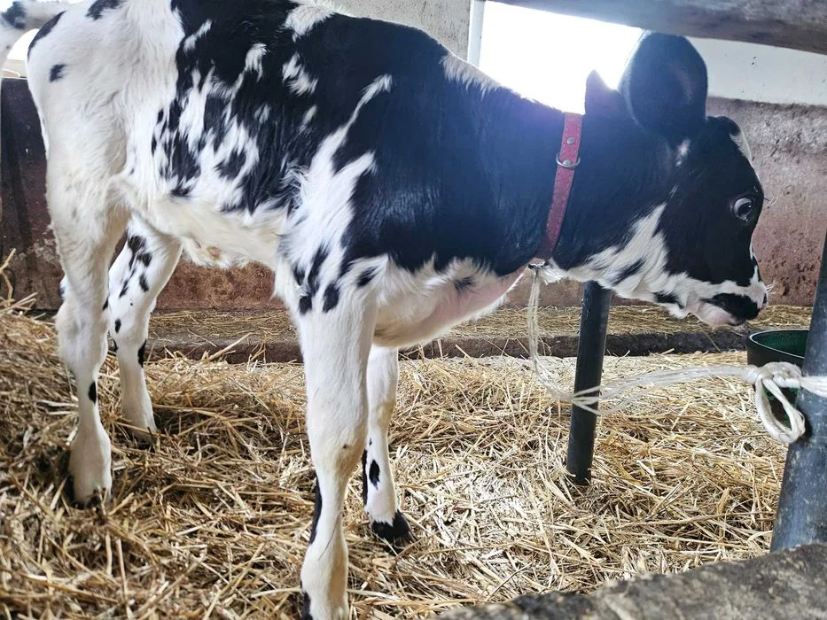 Cielęta jałówki HF czarno-białe – zdjęcie 7