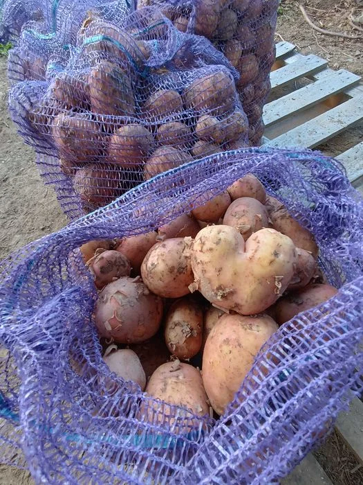 Ziemniaki swojskie. 2zł/kg