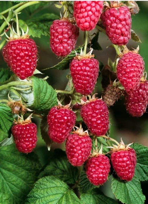 Maliny z własnej plantacji – zdjęcie 2