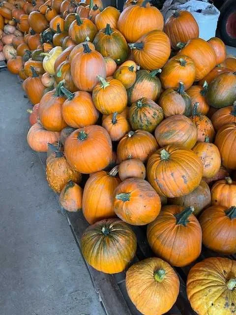 Dynie Halloween Ozdobne i Jadalne, Duży Wybór, Tanio! – zdjęcie 3