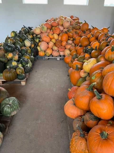 Dynie Halloween Ozdobne i Jadalne, Duży Wybór, Tanio! – zdjęcie 4