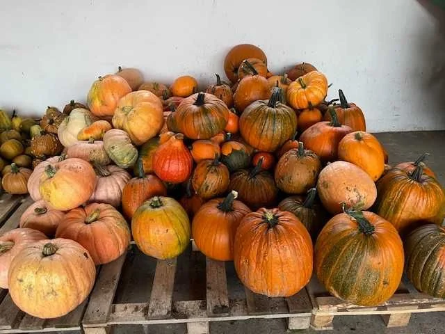 Dynie Halloween Ozdobne i Jadalne, Duży Wybór, Tanio! – zdjęcie 2