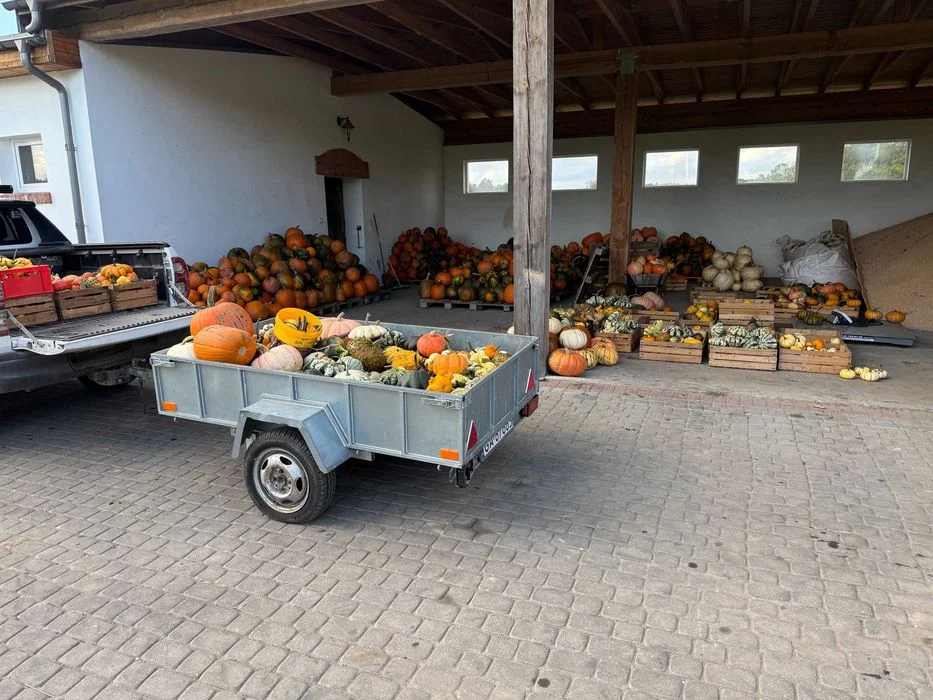 Dynie Halloween Ozdobne i Jadalne, Duży Wybór, Tanio! – zdjęcie 6
