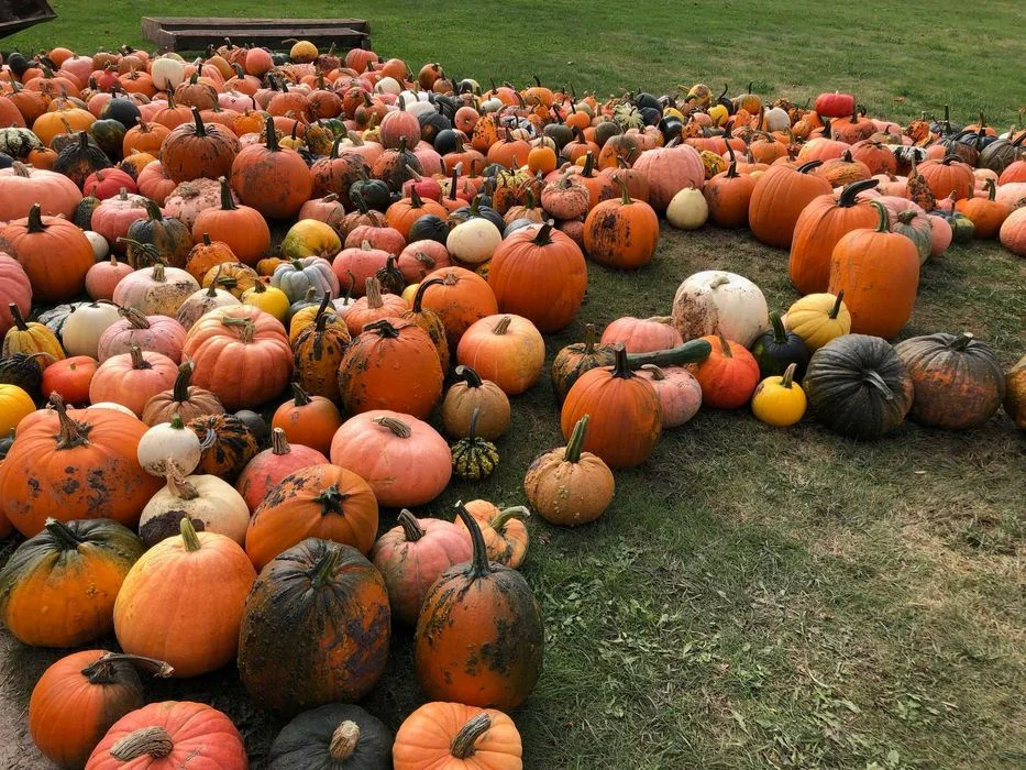 Dynie Halloween Ozdobne i Jadalne, Duży Wybór, Tanio!
