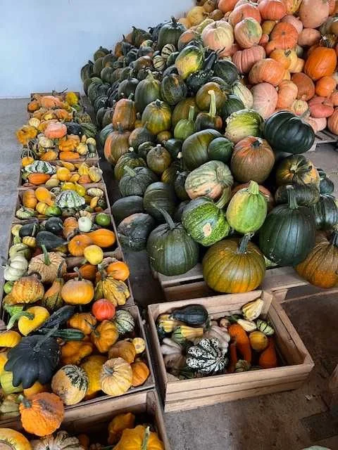 Dynie Halloween Ozdobne i Jadalne, Duży Wybór, Tanio! – zdjęcie 5