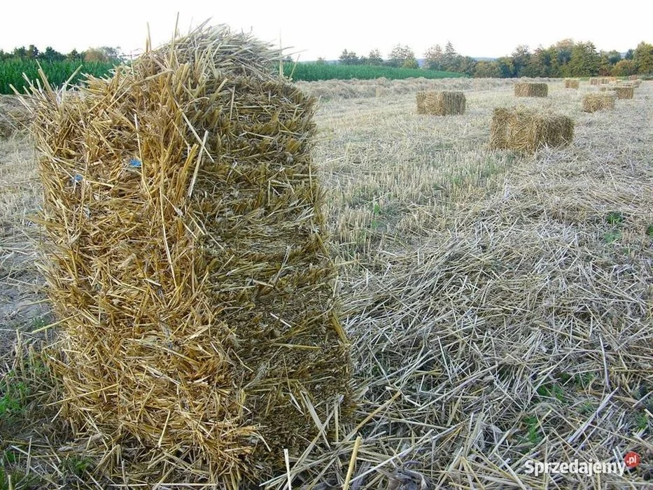 Sloma kostki duze tegoroczne