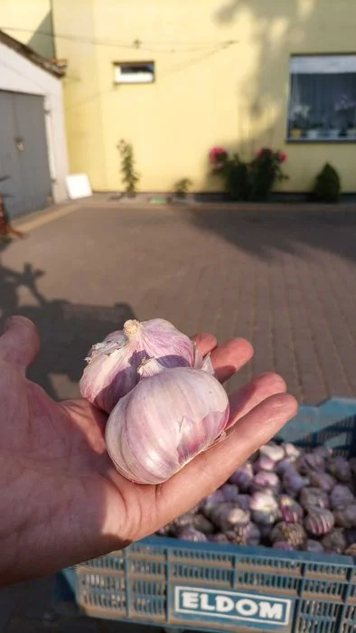 Czosnek harnaś do sadzenia od rolnika.