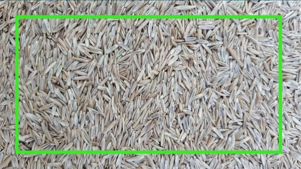 Trawa na łąkę i pastwisko rajgras koniczyna lucerna siew mieszanki traw nasiona traw Lu – zdjęcie 3