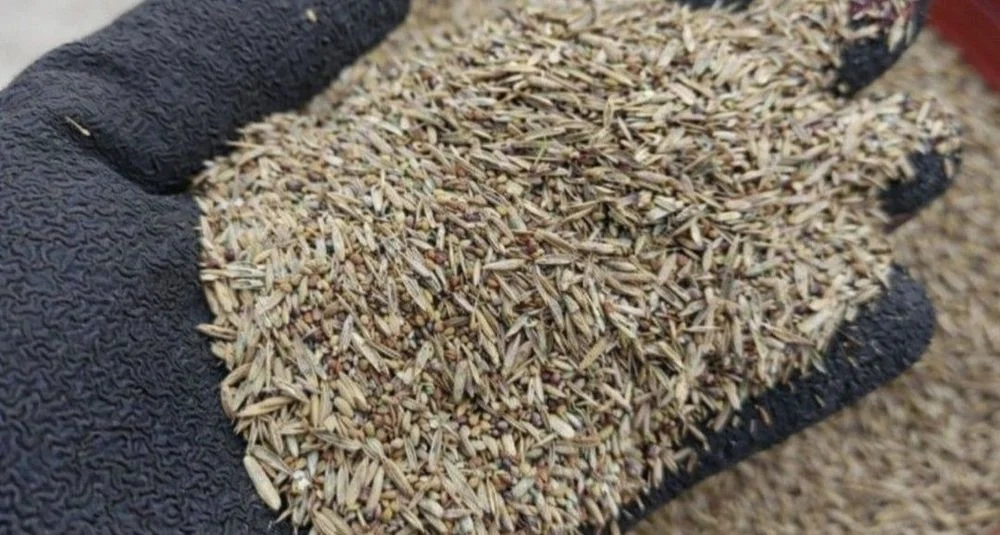 Trawa na łąkę i pastwisko rajgras koniczyna lucerna siew mieszanki traw nasiona traw Lu