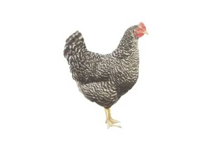 Ferma sprzeda kury nioski L52