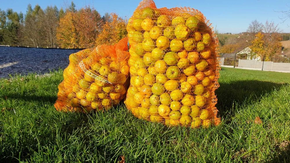 Pigwowiec japoński owoc owoce pigwowca japonskiego 100% ekologiczne BIO