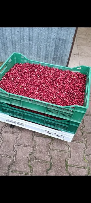 Żurawina leśna bagienna