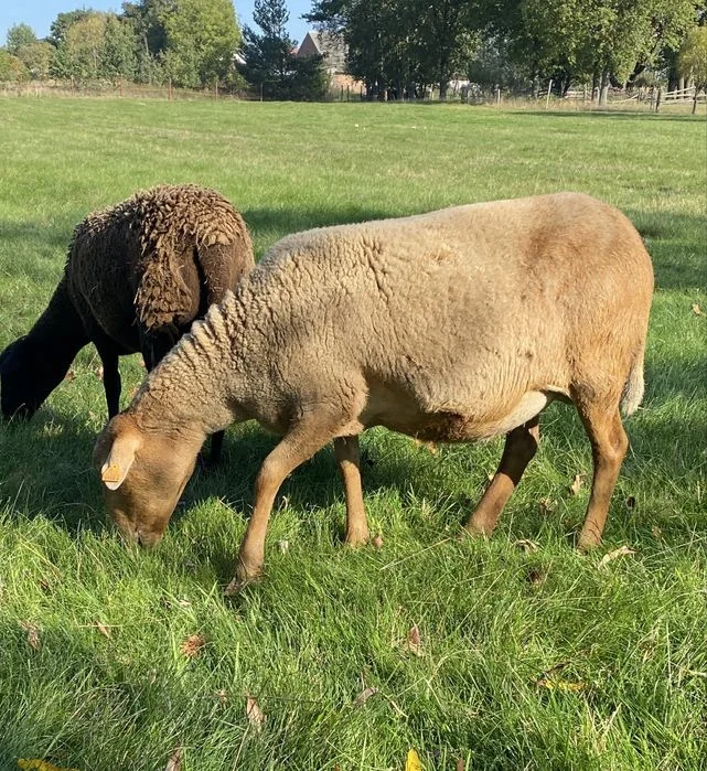 Owca dorper/nolano/barbados Wysoko kotna – zdjęcie 2