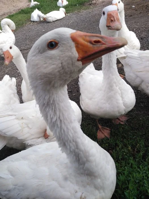 Gęsi, tuszki, gęsina
