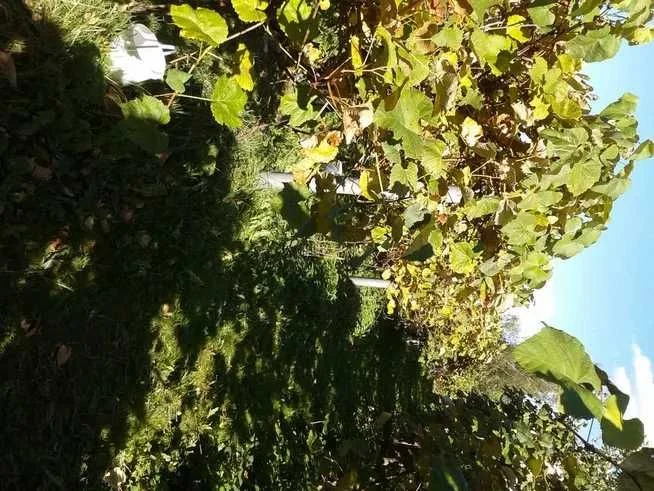 Winogrona na WINO soki – Słodkie – Czarne Różowe – BEZ OPRYSKÓW – zdjęcie 4