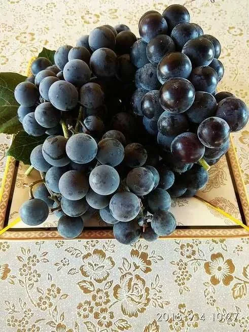 Winogrona na WINO soki – Słodkie – Czarne Różowe – BEZ OPRYSKÓW