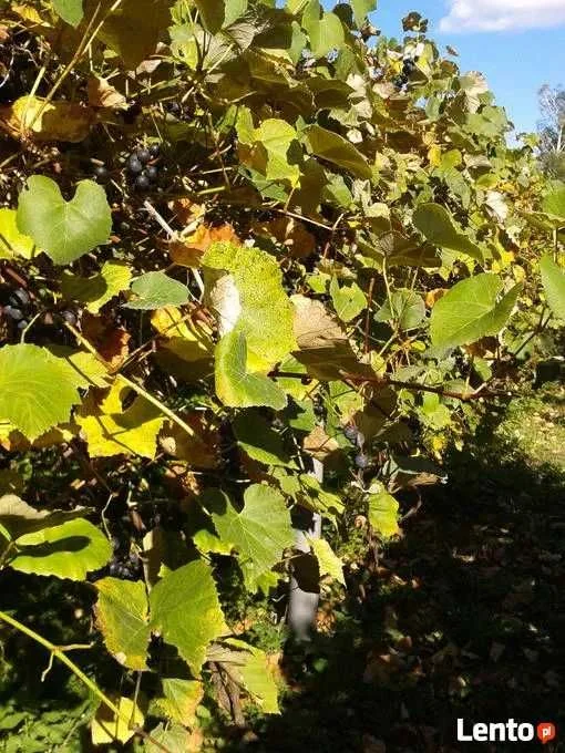 Winogrona na WINO soki – Słodkie – Czarne Różowe – BEZ OPRYSKÓW – zdjęcie 2