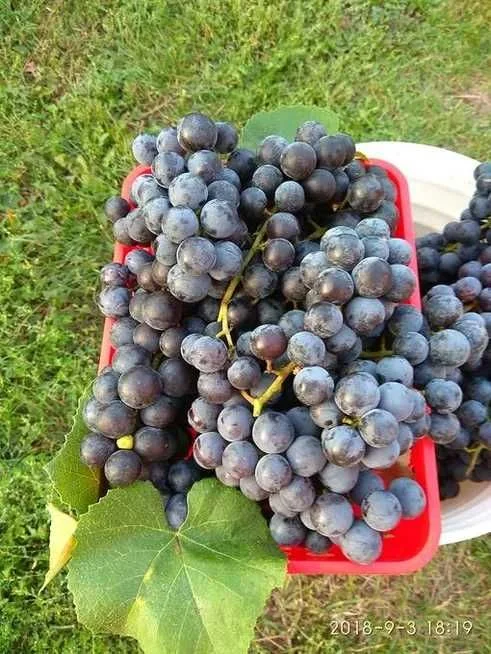Winogrona na WINO soki – Słodkie – Czarne Różowe – BEZ OPRYSKÓW – zdjęcie 3