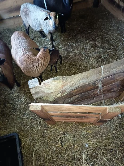 Owoce kameruńskie młody tryk – zdjęcie 5