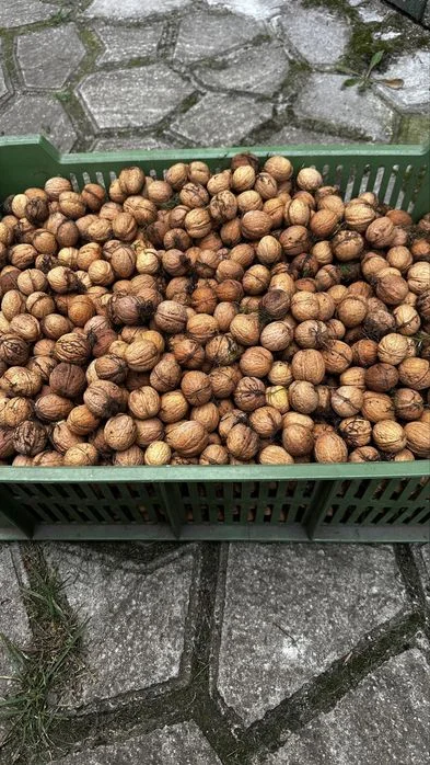 Orzechy włoskie 15 kg – zdjęcie 2