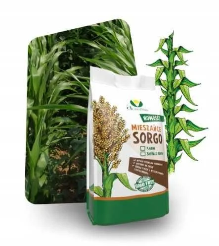Mieszaniec Sorgo i trawy sudańskiej, KARIM, sorgo kiszonkarskie – zdjęcie 2