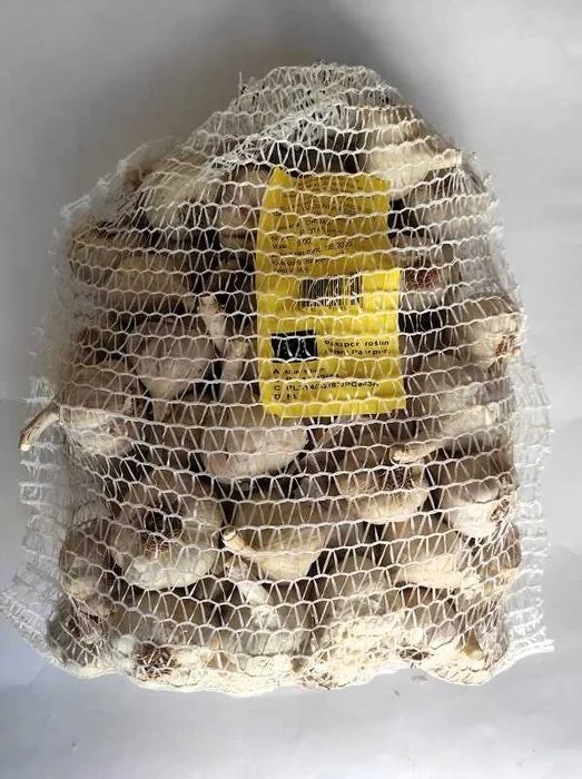 Czosnek zimowy Ornak 5kg Do sadzenia