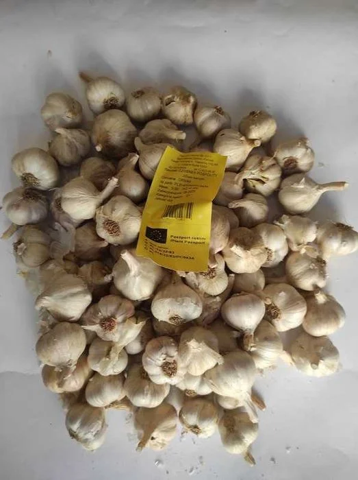Czosnek zimowy Ornak 5kg Do sadzenia – zdjęcie 2