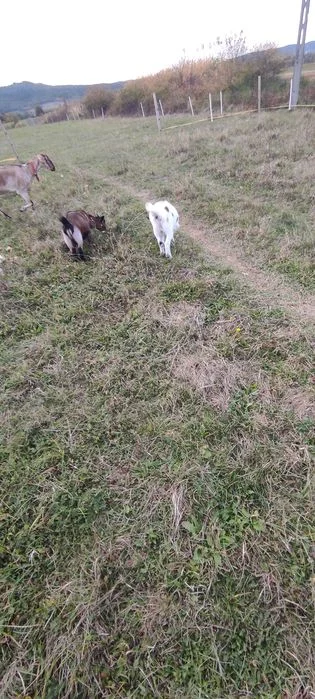 Koza ,koziołek miniaturowy. – zdjęcie 5