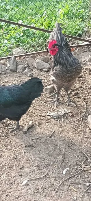 Kogut australorp niebieski – zdjęcie 3