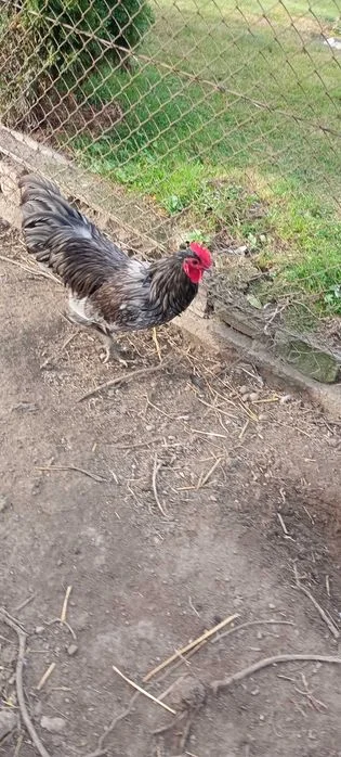 Kogut australorp niebieski