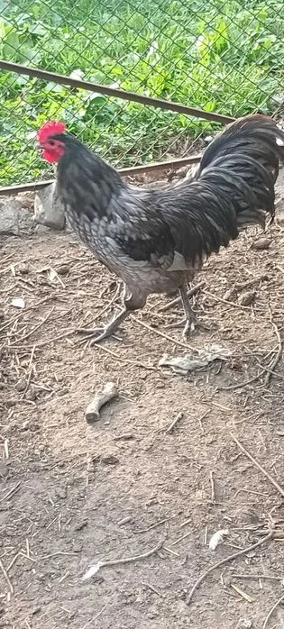 Kogut australorp niebieski – zdjęcie 2