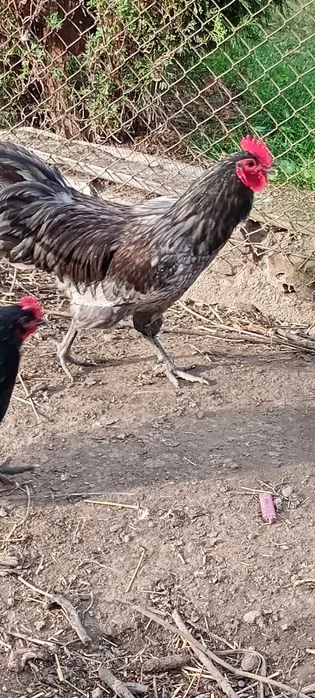 Kogut australorp niebieski – zdjęcie 4