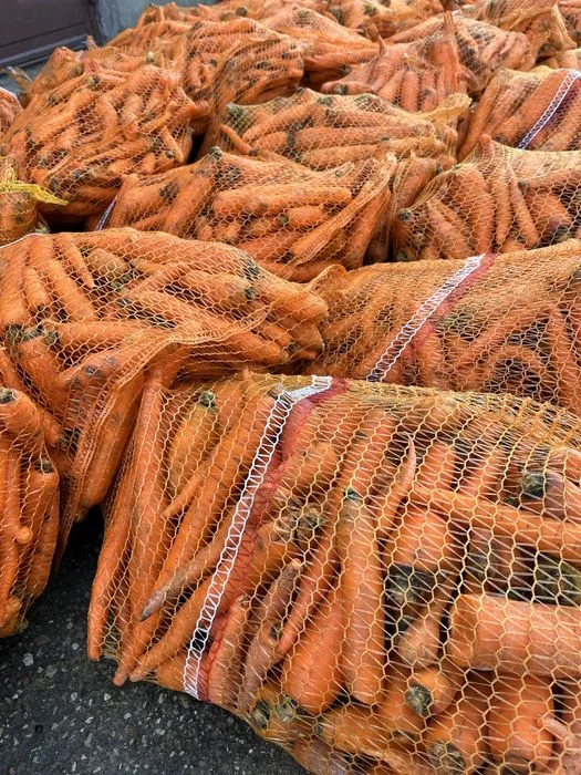 Marchew,kapusta,buraczek drugi sort – zdjęcie 2