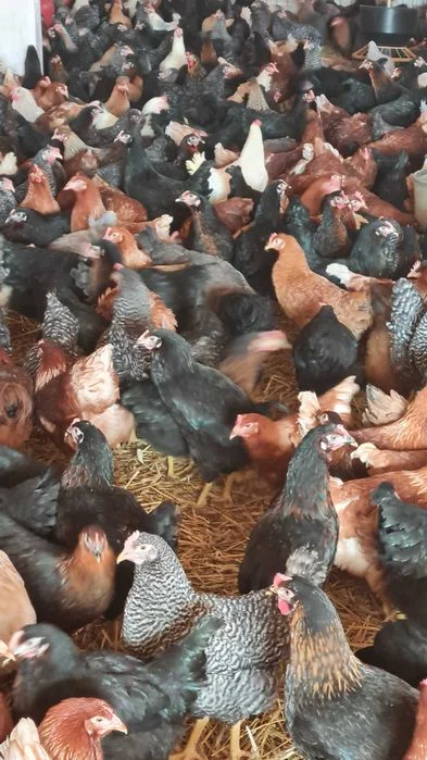 Kury nioski Rosa kolor.Kurki z jajkiem z Gospodarstwa od Hodowcy. – zdjęcie 3