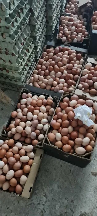Kury nioski Rosa kolor.Kurki z jajkiem z Gospodarstwa od Hodowcy. – zdjęcie 4