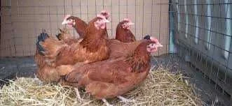 Kury nioski Rossa Tetra Messa Sendi Leghorn Sussex ! TRANSPORT ! – zdjęcie 7