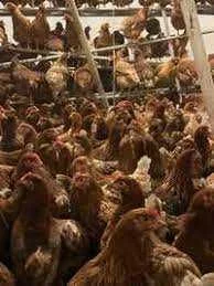 Kury nioski Rossa Tetra Messa Sendi Leghorn Sussex ! TRANSPORT ! – zdjęcie 6